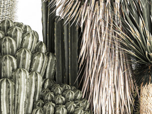 cactus set in a concrete flowerpot for the interior 1098 Modèle 3D