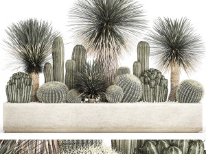 cactus set in a concrete flowerpot for the interior 1099 Modello 3D