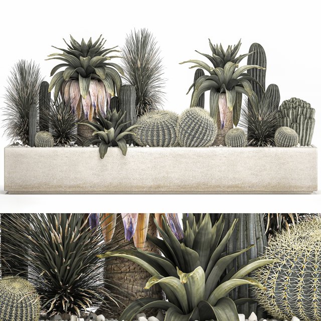 cactus set in a concrete flowerpot for the interior 1100 Model 3D .c4d .max .obj .3ds .fbx .stl .blend 