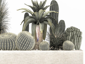 cactus set in a concrete flowerpot for the interior 1100 Model 3D
