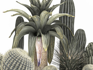 cactus set in a concrete flowerpot for the interior 1100 Model 3D