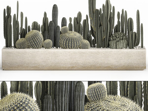 cactus set in a concrete flowerpot for the interior 1102 Modelo 3D