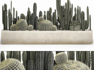 cactus incastonato in un vaso da fiori in cemento per interni 1102 Modello 3D