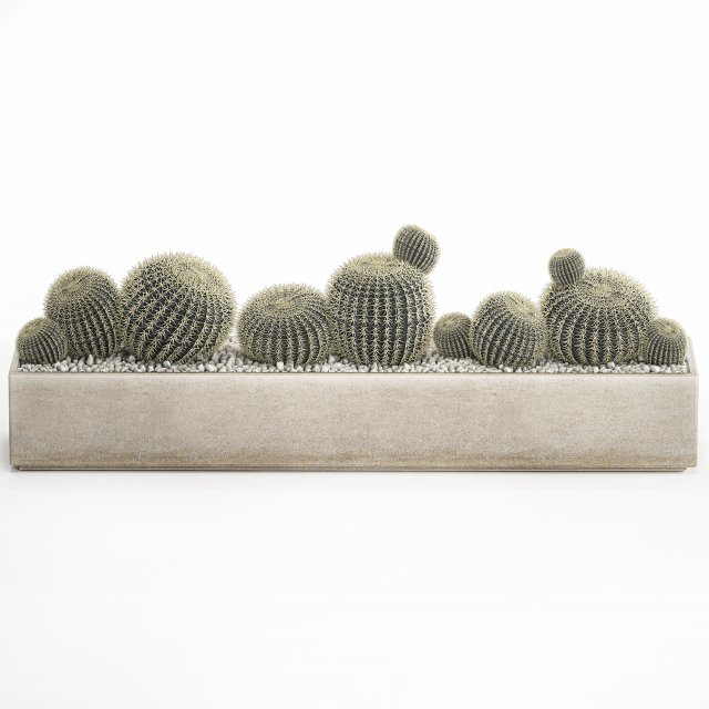echinocactus in a concrete flowerpot for the interior 1104 3D Модель .c4d .max .obj .3ds .fbx .stl .blend 