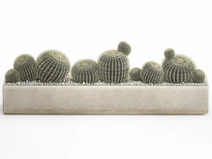 echinocactus in vaso da fiori in cemento per interni 1104 Modello 3D