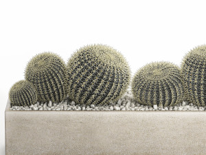 echinocactus in a concrete flowerpot for the interior 1104 3D Модель