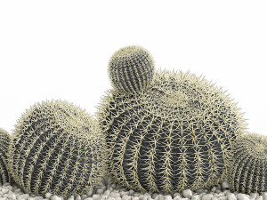 echinocactus in a concrete flowerpot for the interior 1104 3D Модель