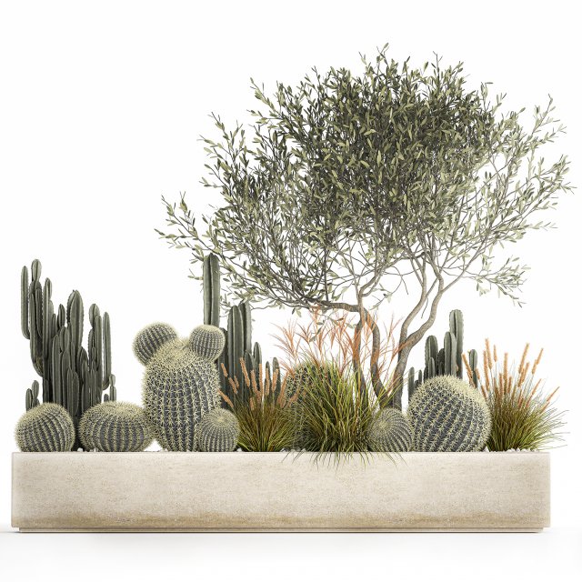 cactus set in a flowerpot landscaping olive tree 1105 3D Model .c4d .max .obj .3ds .fbx .stl .blend 