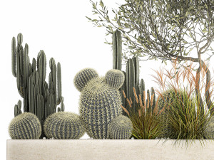 cactus set in a flowerpot landscaping olive tree 1105 3D Model