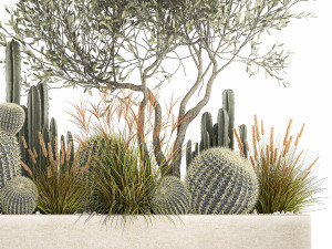 cactus set in a flowerpot landscaping olive tree 1105 3D Model