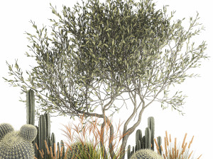 cactus set in a flowerpot landscaping olive tree 1105 3D Model