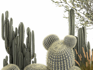 cactus set in a flowerpot landscaping olive tree 1105 3D Model