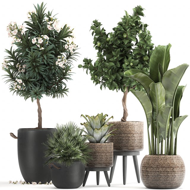 set of plants in pots banana lemon tree 1107 3D Модель .c4d .max .obj .3ds .fbx .stl .blend 
