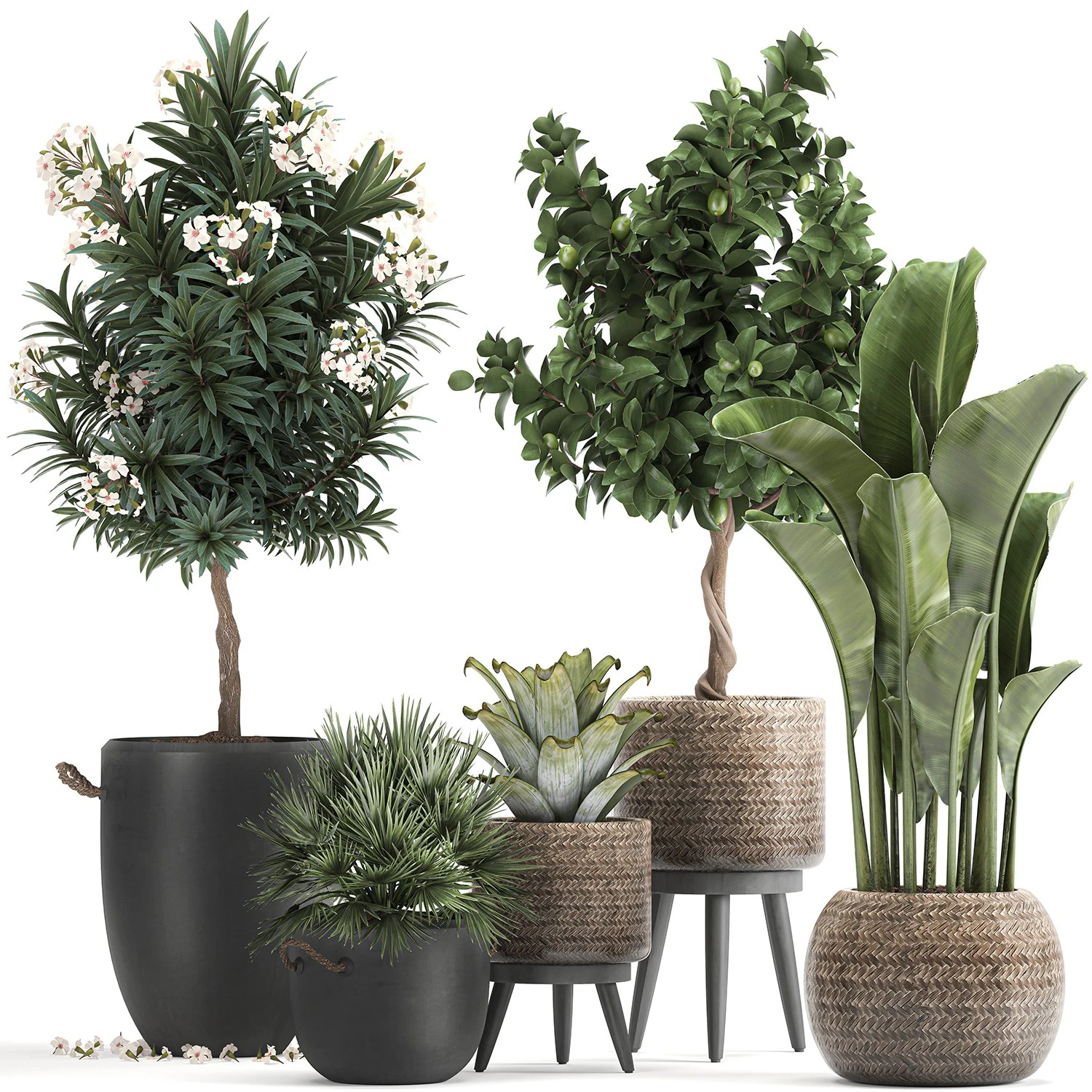 set of plants in pots banana lemon tree 1107 3D Model .c4d .max .obj .3ds .fbx .stl .blend 