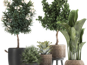 set of plants in pots banana lemon tree 1107 3Dモデル