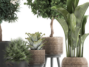 set of plants in pots banana lemon tree 1107 3D Модель