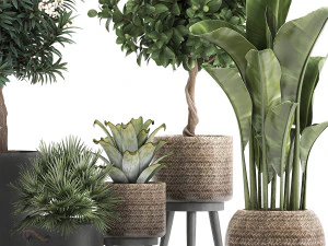 set of plants in pots banana lemon tree 1107 3D Model