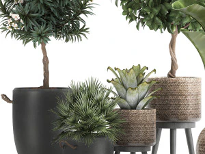 set of plants in pots banana lemon tree 1107 3D Model