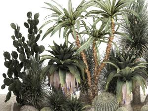 Collection of tropical desert plants 1108 3D Model
