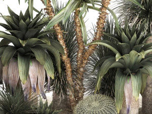 Collection of tropical desert plants 1108 3D Model