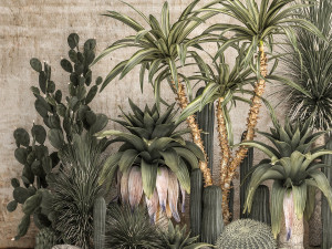 Collection of tropical desert plants 1108A 3D Model