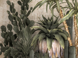 Collection of tropical desert plants 1108A 3D Model