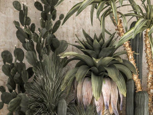 Collection of tropical desert plants 1108A 3D Model