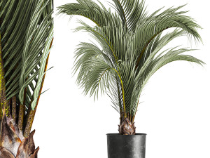 Decorative palm tree for the interior in a pot 1109 3D Model