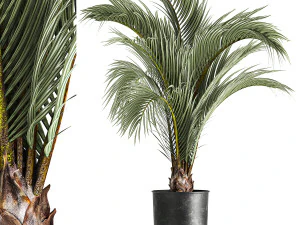 Decoratieve palmboom voor binnen in pot 1109 3D Model