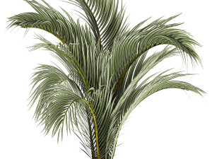 Decorative palm tree for the interior in a pot 1109 3D Model