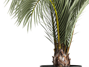 Decorative palm tree for the interior in a pot 1109 3D Model