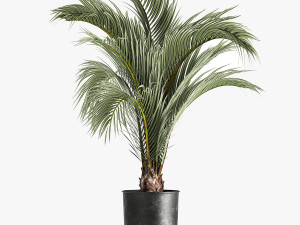 Decorative palm tree for the interior in a pot 1109 3D Model