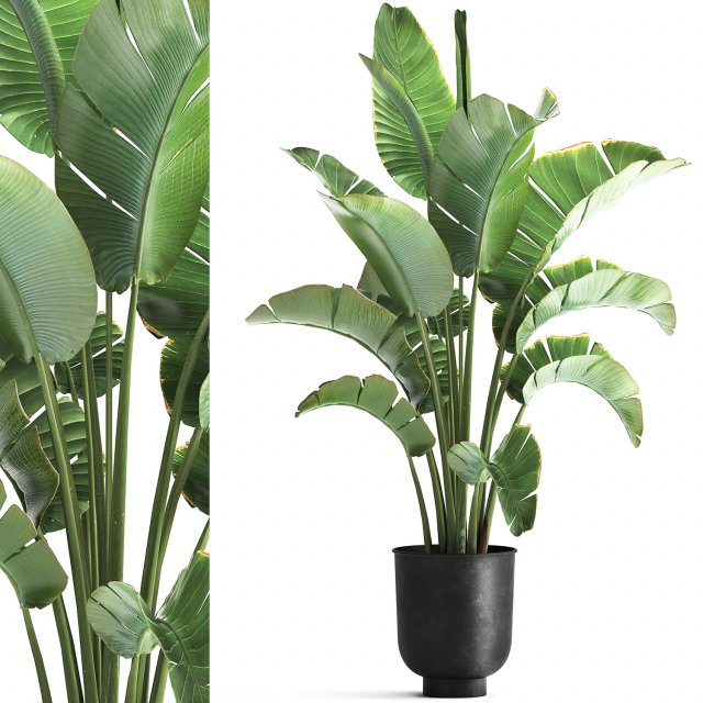 Strelitzia palm in a loft pot for the interior 1111 3Dモデル .c4d .max .obj .3ds .fbx .stl .blend 