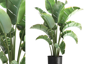 Strelitzia palm in a loft pot for the interior 1111 3D Model