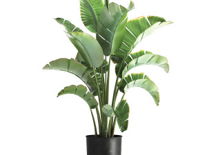 Strelitzia palm in a loft pot for the interior 1111 3Dモデル