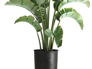 Strelitzia palm in a loft pot for the interior 1111 3Dモデル