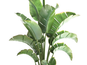 Strelitzia palm in a loft pot for the interior 1111 3Dモデル