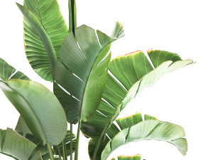 Strelitzia palm in a loft pot for the interior 1111 3Dモデル
