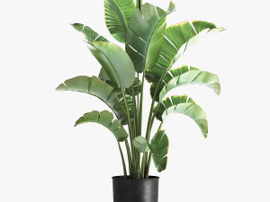 Strelitzia palm in a loft pot for the interior 1111 3Dモデル