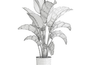 Strelitzia palm in a loft pot for the interior 1111 3Dモデル