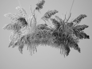 Hanging decor of their dried pampas grass 237 3D Model