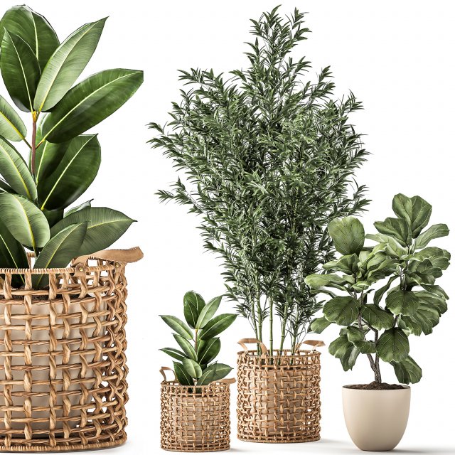 Bamboo and ficus in decorative baskets 1112 3D Model .c4d .max .obj .3ds .fbx .stl .blend