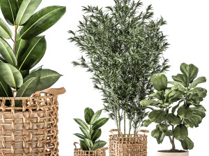 Bamboo and ficus in decorative baskets 1112 3D Model