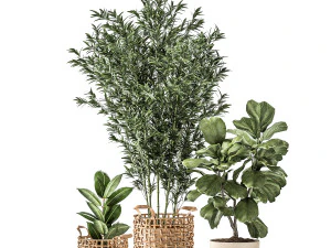 Bamboo and ficus in decorative baskets 1112 3D Model