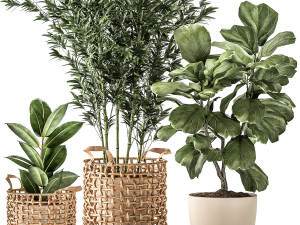 Bamboo and ficus in decorative baskets 1112 3D Model