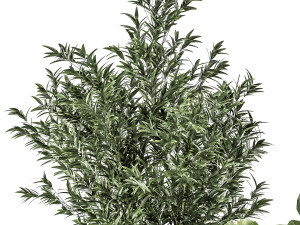 Bamboo and ficus in decorative baskets 1112 3D Model