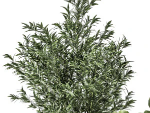 Bamboo and ficus in decorative baskets 1112 3D Model