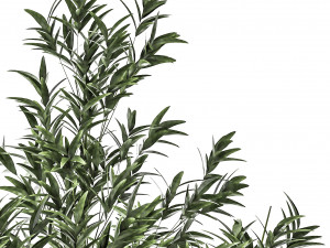 Bamboo and ficus in decorative baskets 1112 3D Model