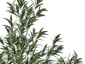Bamboo and ficus in decorative baskets 1112 3D Model