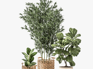 Bamboo and ficus in decorative baskets 1112 3D Model